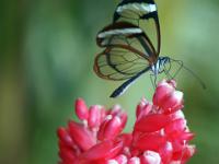 Greta morgane auf Bromelienblüte - Schmetterlingsgarten Icod de los Vinos
